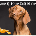 Coenzyme q-10 for dogs