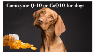 Coenzyme q-10 for dogs