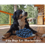 can dogs eat blueberries health benefits