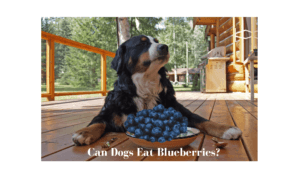 can dogs eat blueberries health benefits